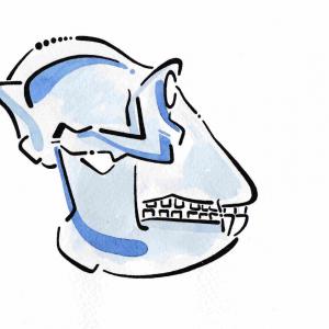 ARK8  - "Forme diluite"