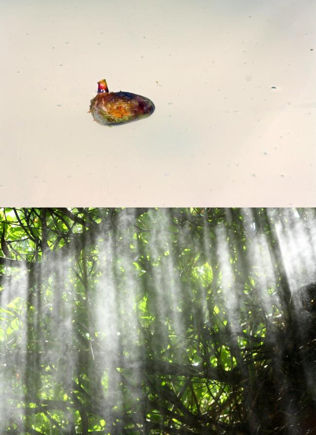 no puedes contemplarte