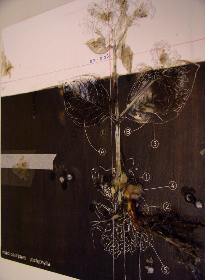 macrocarpaea pachyphylla