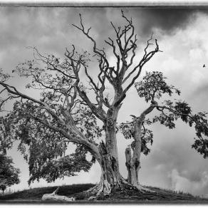 Dead Tree with Birds