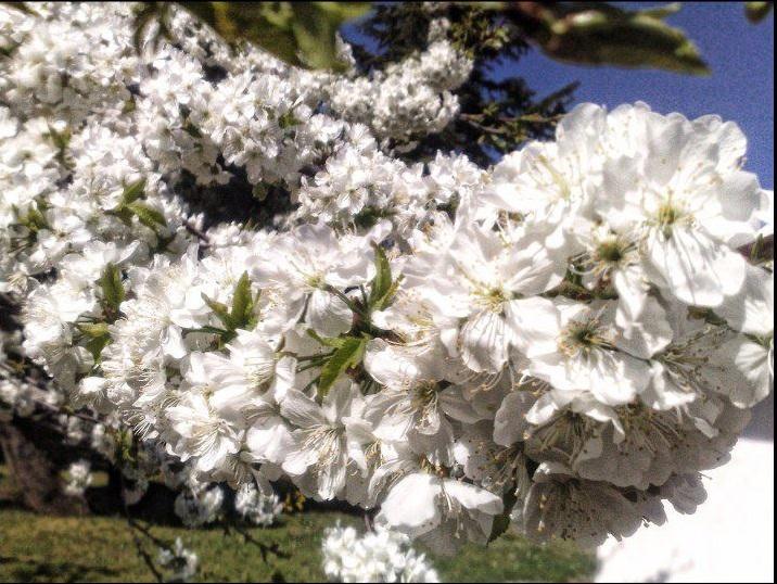 The Blossom Has Bloomed In Mostar