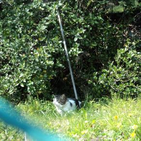 Simpaticamente ... gatto