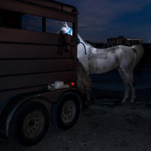 Arabian Horse and Trailer