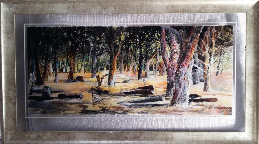 Stone pines, Rondebosch common