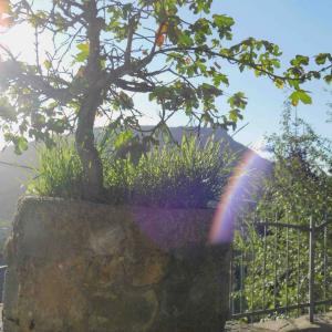 BONSAI DI ACERO CAMPESTRE
