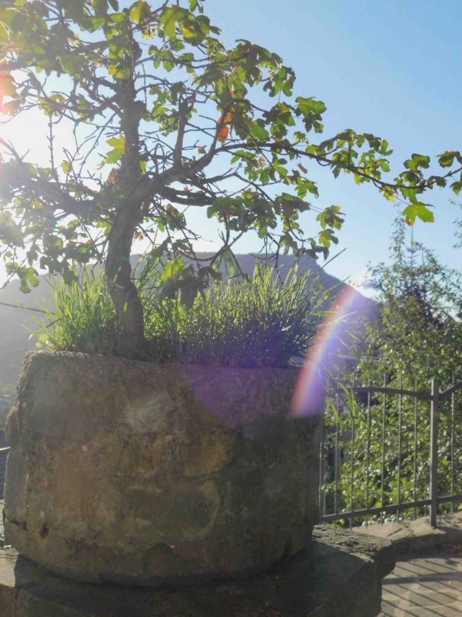 BONSAI DI ACERO CAMPESTRE