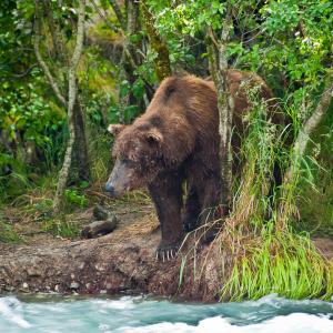 USA. Alaska 1/3. Forme di vita