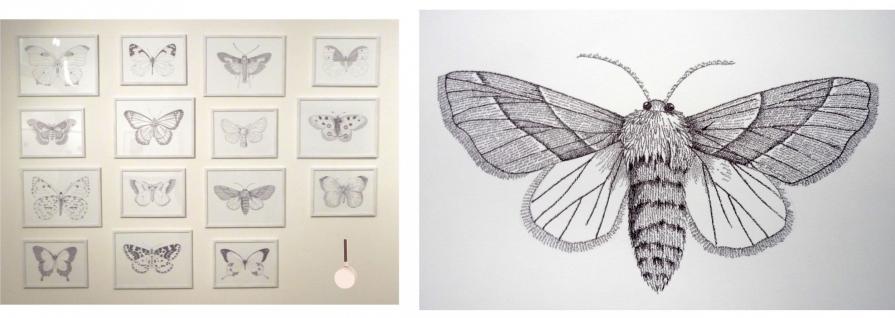 Collezione di farfalle