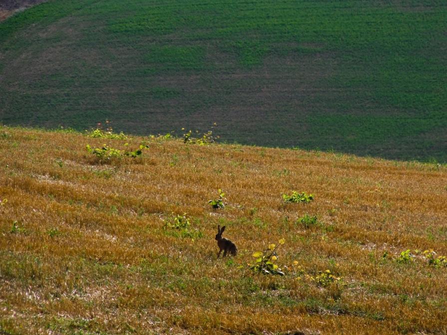 ieri ho incontrato una principessa tra i campi