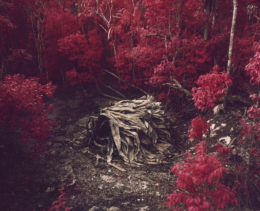 Agave Caymanensis (Not a just image, just an image)