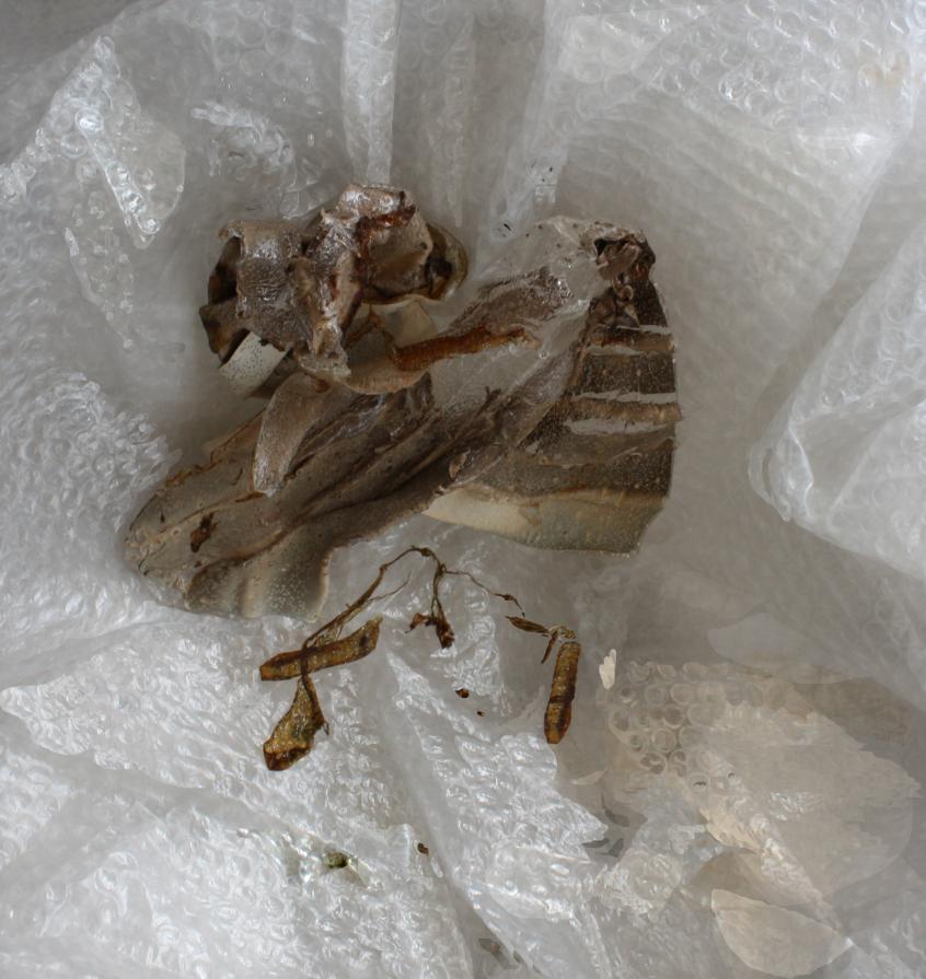 The balance of truth, L'equilibrio della verità The balance of truth, L'equilibrio della verità