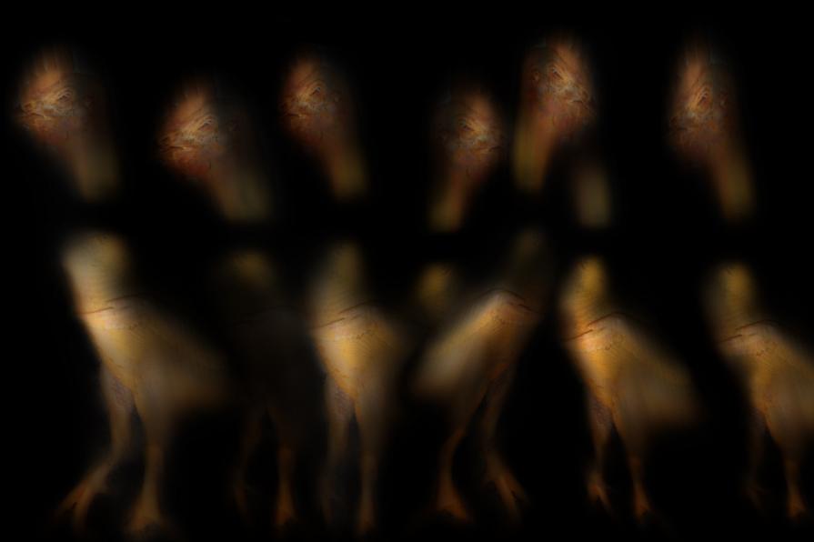 nate per un destino cocente,tutte in fila  aspettate il vostro turno