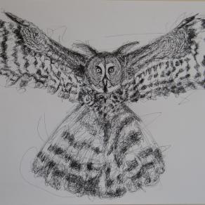 Da " manuale di zoologia personale": Bubo saltator