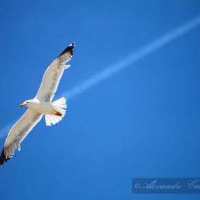 Gabbiano in volo