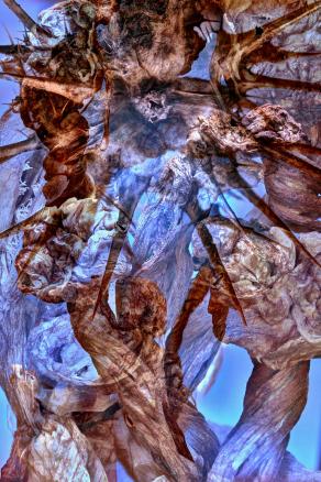 Dream-Cryptic message