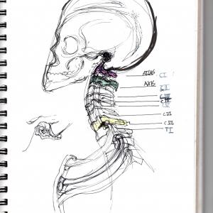 Sketchbook anatomical study of the cervical spine Sketchbook anatomical study of the cervical spine