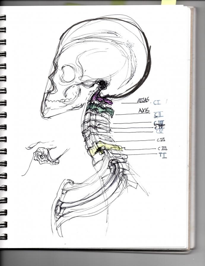 Sketchbook anatomical study of the cervical spine