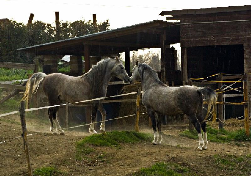 "il Bacio ... " - "the Kiss ..."