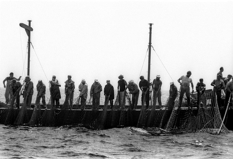 Stefano Fogato, Tunnina frisca, i tonnaroti di Favignana
