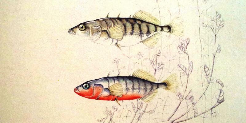 PESCI di TERRA PESCI di TERRA