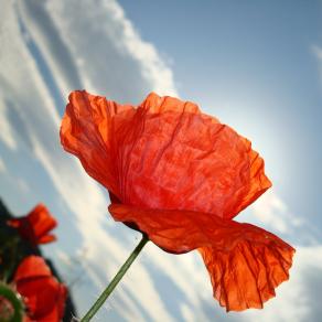 Un'esplosione di rosso