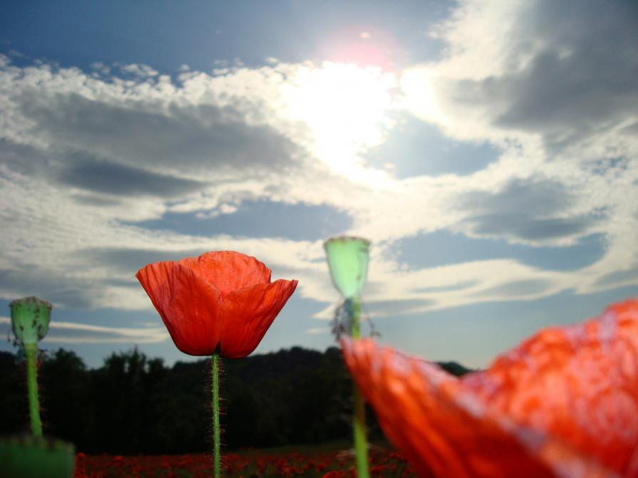 Un'esplosione di rosso#3