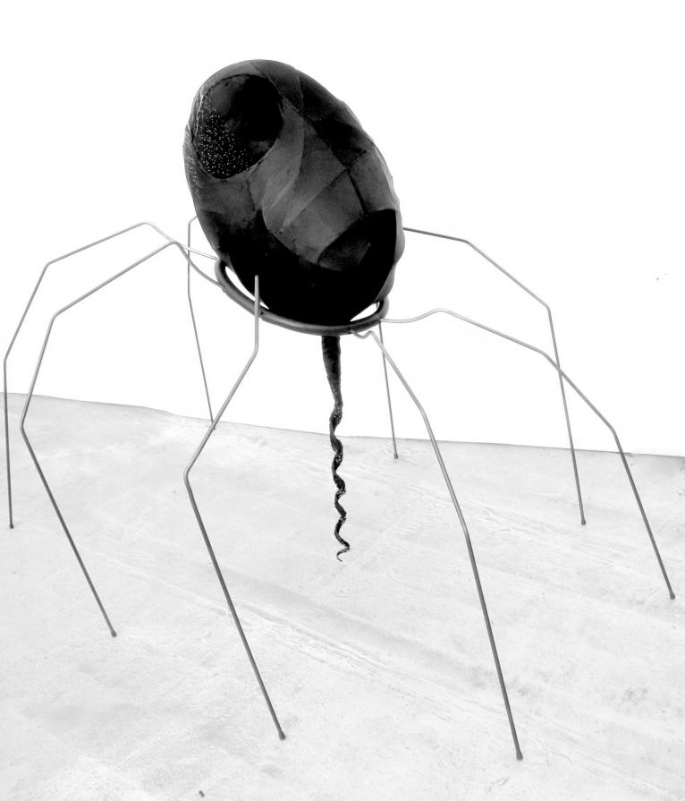 Vedovanera Vedovanera