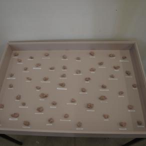 " A Very Narrow Human Interval Between Two Tiger Heartbeats