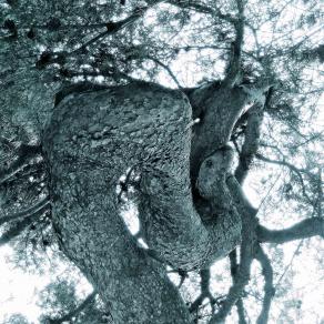 Il serpente dell'Albero della conoscenza