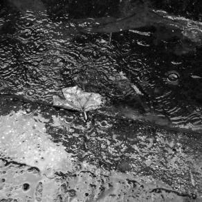 Il sogno infranto di una foglia in estate 