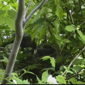 UNA CURIOSA BIODIVERSITÀ