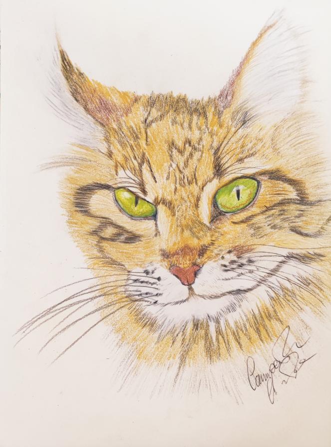 Musetto gatto arcigno