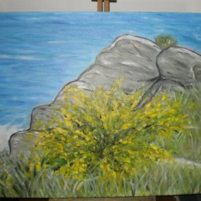 ginestra su scogliera all'elba