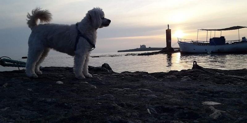 Dalla Terra alla Luna, Giovanni Romano