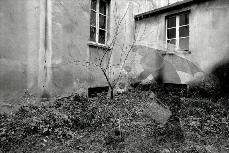 Flos, Floris - La declinazione di un fiore