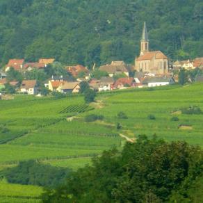 Le vert des vignes...