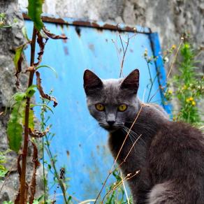 Il grigio e il celeste 