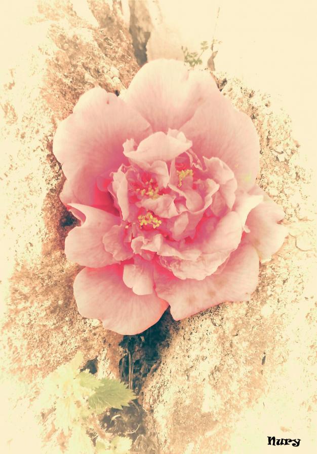 Il sacrificio dell'Amore