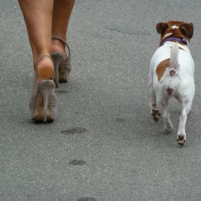 MOSTRA DEL CINEMA DI VENEZIA 2012. ZAMPE.