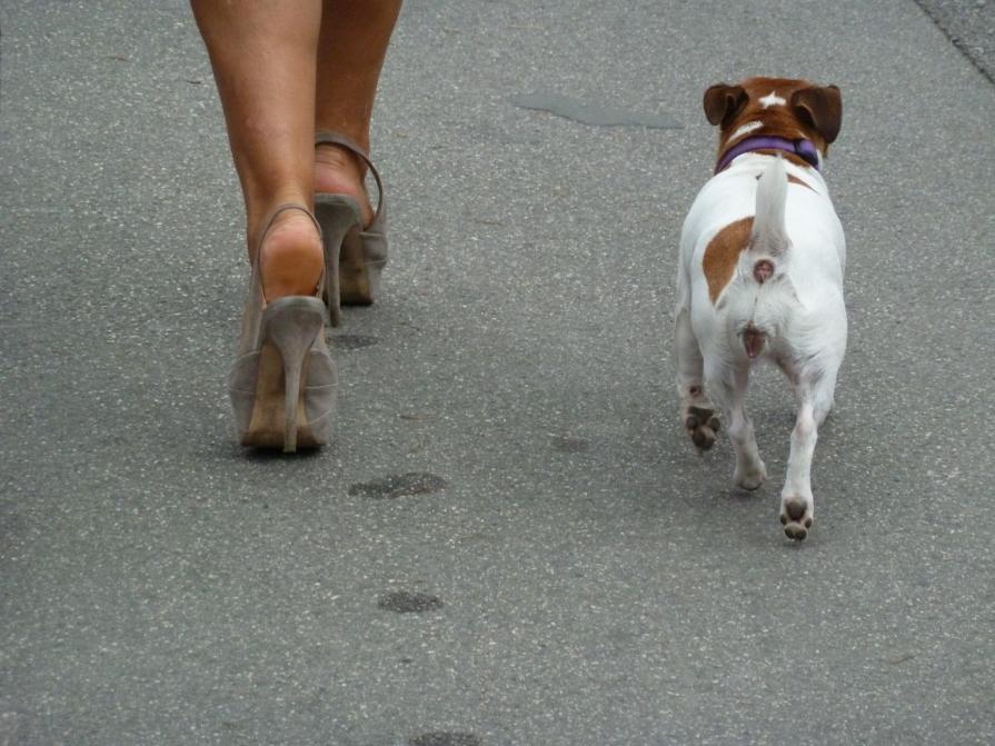 MOSTRA DEL CINEMA DI VENEZIA 2012. ZAMPE.