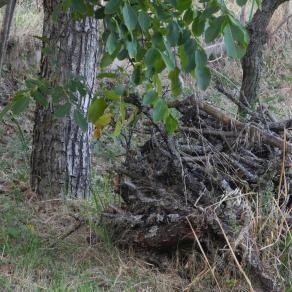 scorta invernale di Gai; il professore di inglese.