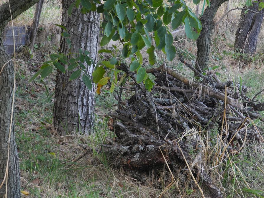 scorta invernale di Gai; il professore di inglese.