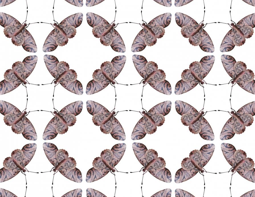 "Queer Butterflies Series" The Decorative & Cabinet of Queeriosities "Queer Butterflies Series" The Decorative & Cabinet of Queeriosities