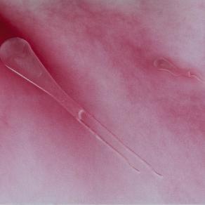 Gara per la soppravvivenza