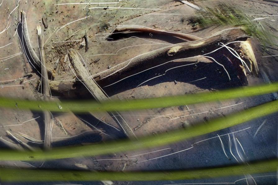 insetto stecco libero.