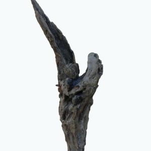 Corrado Askerz, Angeli