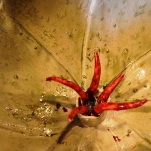 FIORI IN VILLA al CLUB MERIDIANA DI MODENA