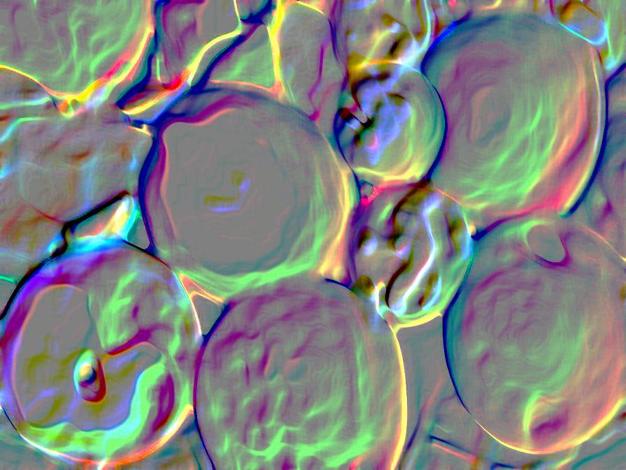 fondali alla Maddalena