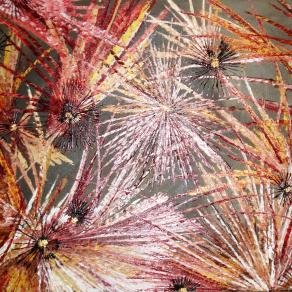 Yajaira M. Pirela M. - Ibiscus