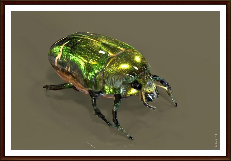 Maggiolino Cetonia aurata